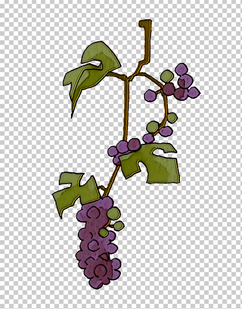 Grape Common Grape Vine Wine Grape Leaves PNG, Clipart, Chives, Common Grape Vine, Cuisine, Flower, Fruit Free PNG Download