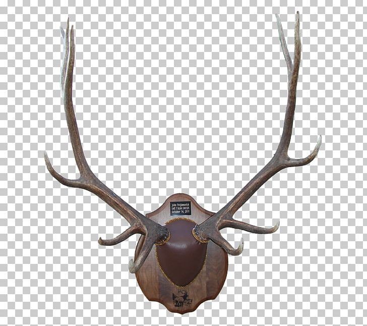 Antler Deer Moose Elk Horn PNG, Clipart, Animal Product, Animals, Antler, Bear, Bison Free PNG Download