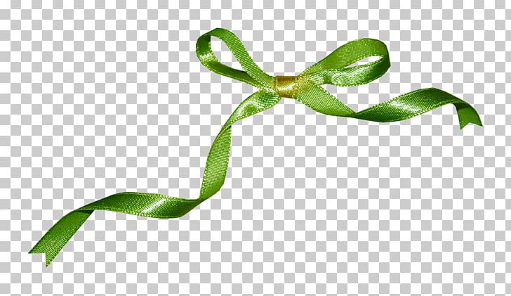 Photography Others Plant Stem PNG, Clipart, Bow, Dots Per Inch, Download, Flower, Grass Free PNG Download