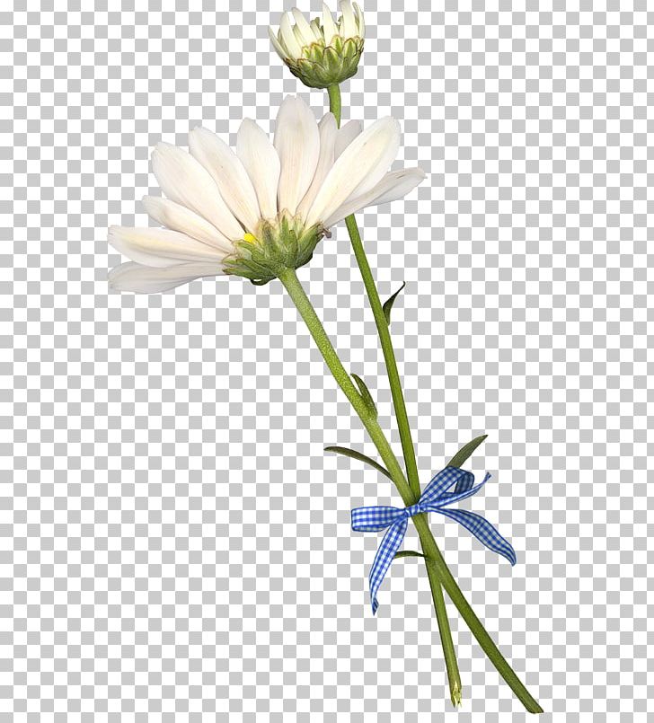 Common Daisy Cut Flowers Petal PNG, Clipart, Camomile, Chamomile, Cicek, Common Daisy, Cut Flowers Free PNG Download