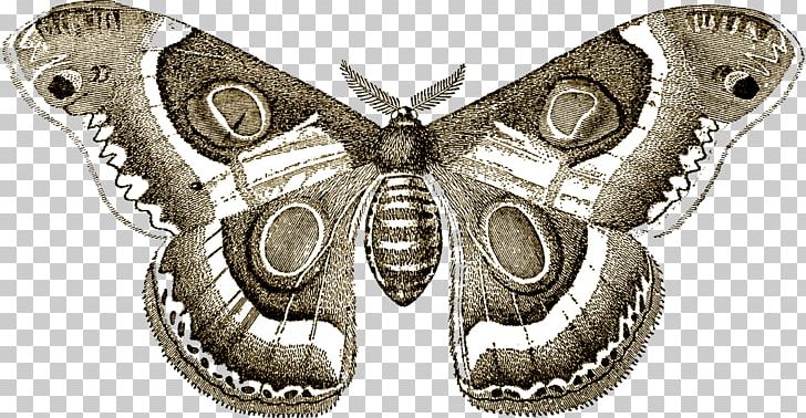 Butterfly Insect Saturnia Pyri Moth Saturnia Pavonia PNG, Clipart, Arthropod, Bombycidae, Brush Footed Butterfly, Butterflies And Moths, Butterfly Free PNG Download
