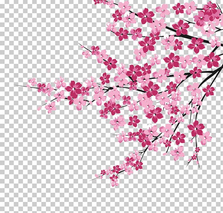 cherry blossom vector png