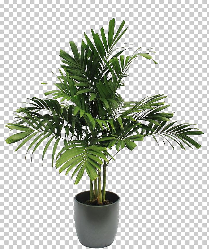 Houseplant Tree Soil PNG, Clipart, Arecaceae, Arecales, Artificial Flower, Evergreen, Flower Free PNG Download