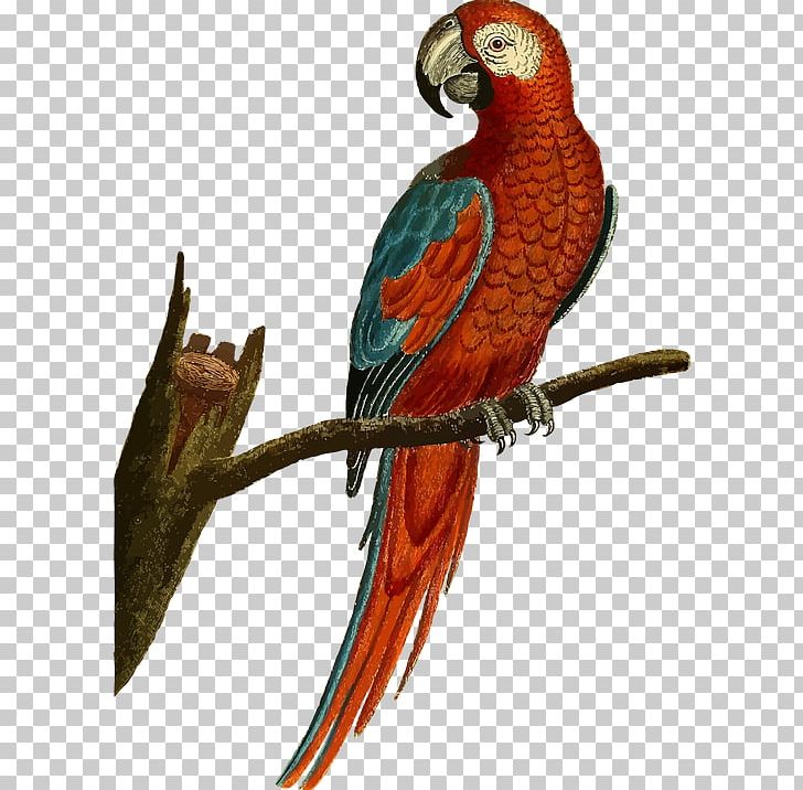 Parrot Cockatiel Budgerigar Bird Macaw PNG, Clipart, Animals, Beak, Bird Flight, Brown, Budge Free PNG Download