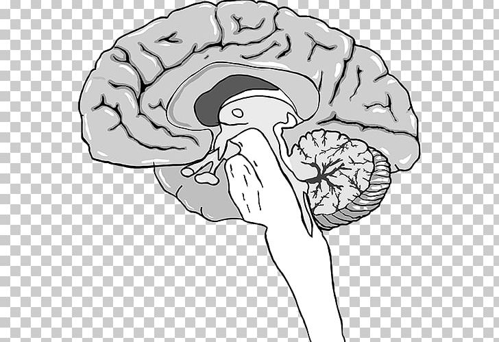 Pineal Gland Melatonin Pituitary Gland Brain PNG, Clipart, Black And White, Brain, Cok, Conifer Cone, Drawing Free PNG Download