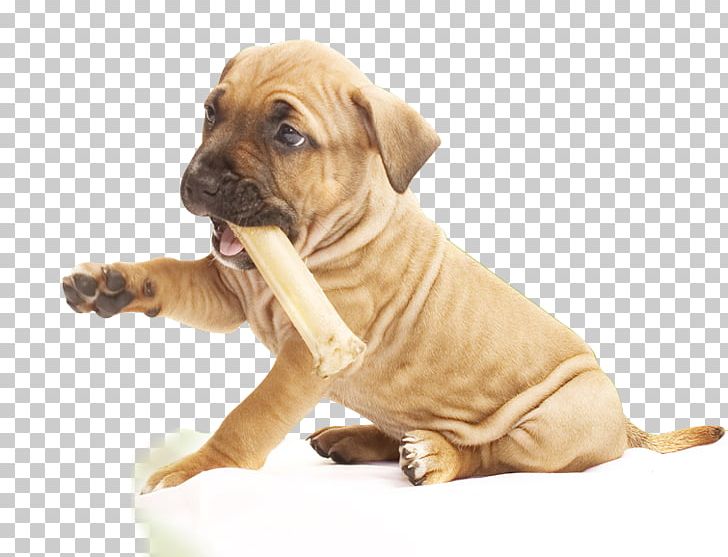 Dog Breed Puppy Boerboel Boxer Tosa PNG, Clipart, Animal, Animals, Beagle, Boerboel, Boxer Free PNG Download