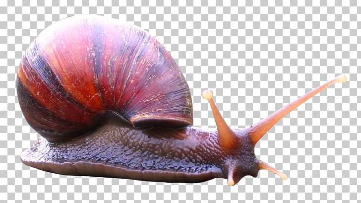 Snail Icon PNG, Clipart, Animal, Animals, Computer Icons, Gastropods, Gastropod Shell Free PNG Download