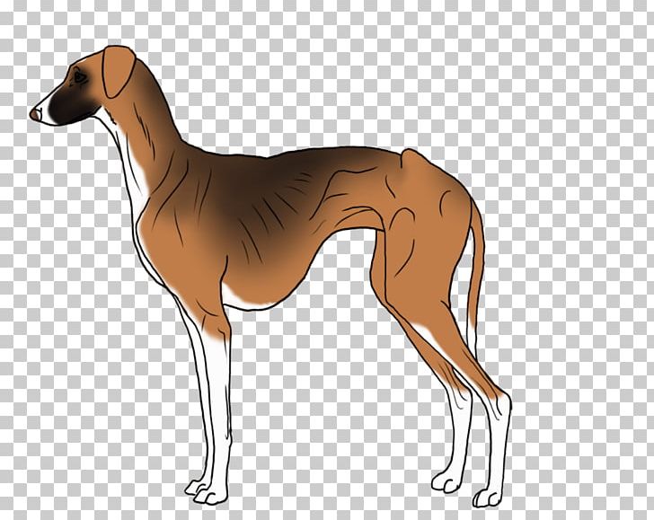 Spanish Greyhound Polish Greyhound Azawakh Mudhol Hound PNG, Clipart, Animal Sports, Azawakh, Breed, Carnivoran, Dog Free PNG Download