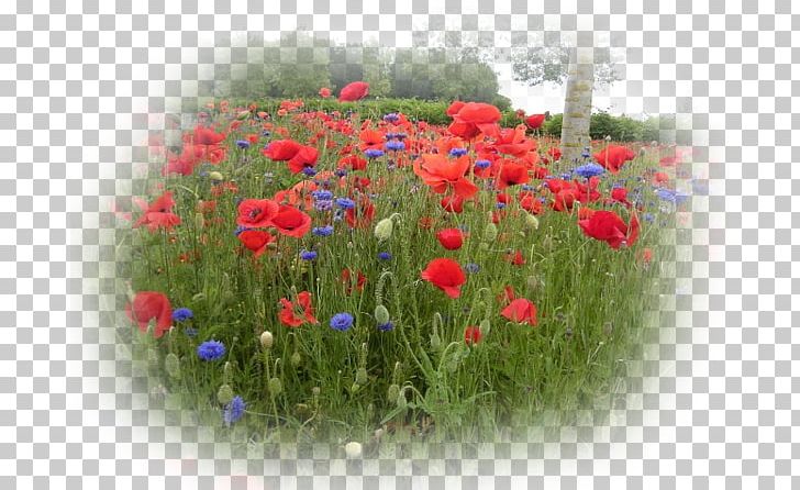 Video Digg Landscape Delicious Album PNG, Clipart, Album, Anemone, Annual Plant, Coquelicot, Delicious Free PNG Download