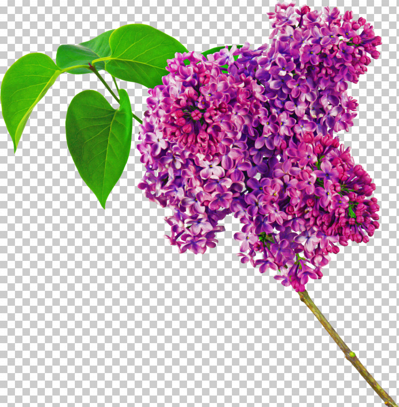 Flower Lilac Plant Lilac Purple PNG, Clipart, Buddleia, Flower, Lilac, Plant, Purple Free PNG Download