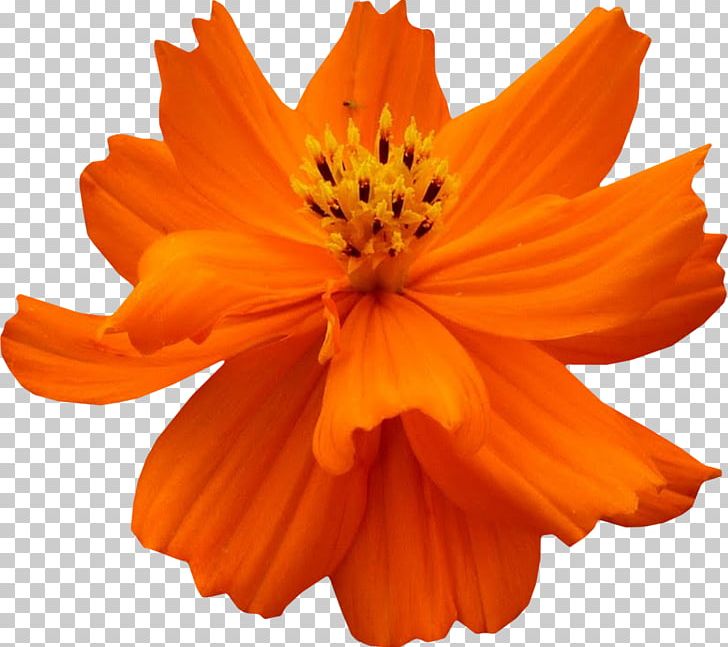 Cosmos Sulphureus Petal Flower PNG, Clipart, Autumn, Cosmos, Cosmos Sulphureus, Daisy Family, Flower Free PNG Download