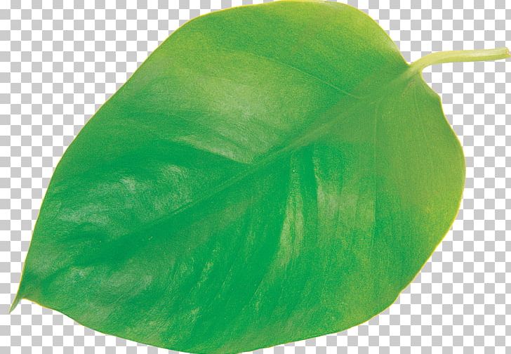 Leaf Plant PNG, Clipart, Eucalyptus Leaf, Green, Leaf, Plant Free PNG Download
