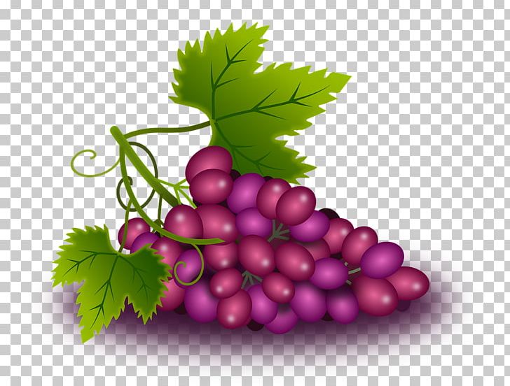 Common Grape Vine Wine Grape Leaves PNG, Clipart, Common Grape Vine, Food, Fruit, Fruit Nut, Grape Free PNG Download