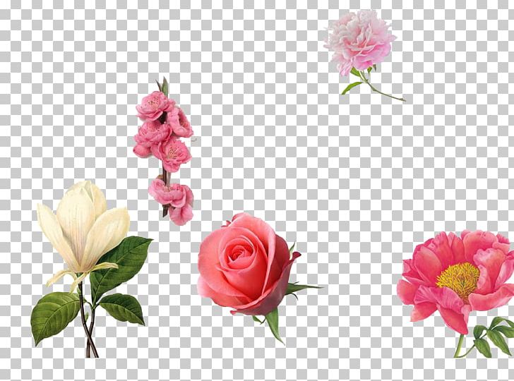 Garden Roses Centifolia Roses Pink PNG, Clipart, Artificial Flower, Centifolia Roses, Cut Flowers, Floribunda, Floristry Free PNG Download