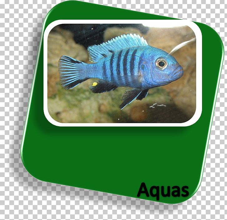 Goldfish Vertebrate Bony Fishes Aquarium PNG, Clipart, Animals, Aquarium, Bony Fishes, Cichlid, Fauna Free PNG Download