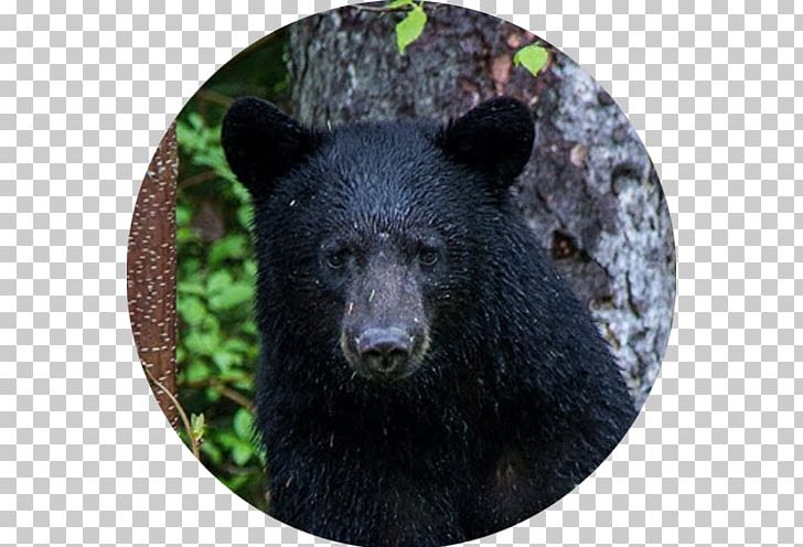 Grizzly Bear American Black Bear Brown Bear Lake PNG, Clipart, American Black Bear, Animal, Bear, Bear Lake, Brown Bear Free PNG Download