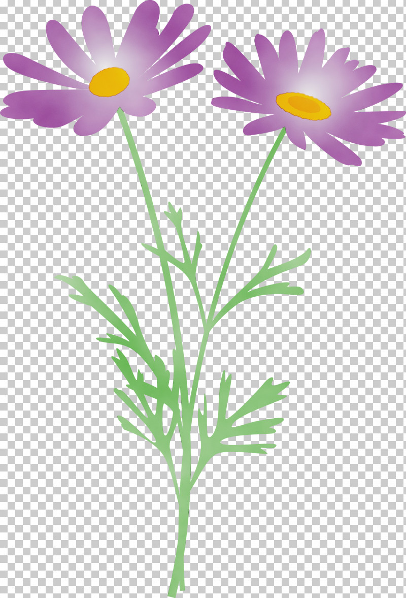 Daisy PNG, Clipart, African Daisy, Aster, Camomile, Chamomile, Cut Flowers Free PNG Download