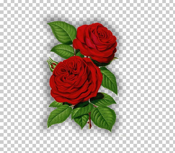 Day Flower Graphics PNG, Clipart, China Rose, Cut Flowers, Day, Floral Design, Floribunda Free PNG Download