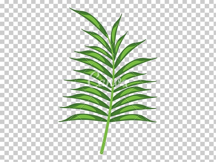 Drawing PNG, Clipart, Arecales, Botany, Can Stock Photo, Drawing, Flora Free PNG Download