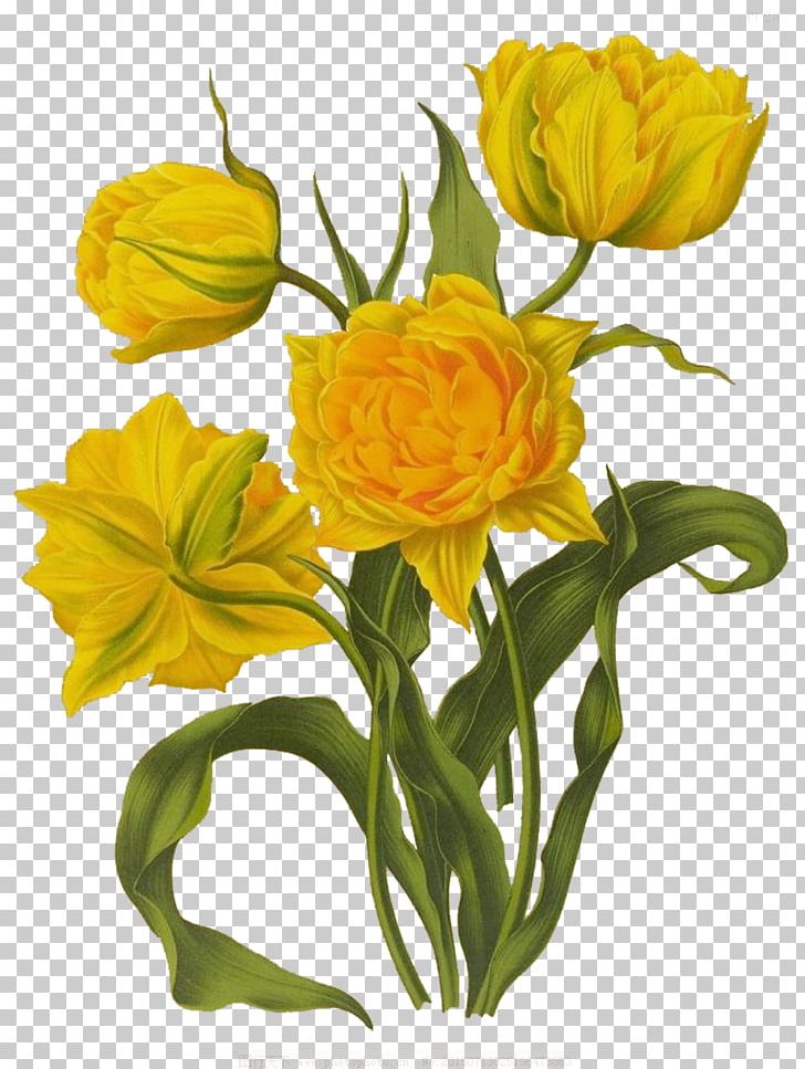 Floral Design Tulip Drawing Illustration PNG, Clipart, Botanical Illustration, Botany, Cut Flowers, Facebook Like, Floristry Free PNG Download