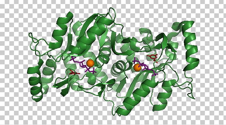 Orotate Phosphoribosyltransferase Orotic Acid Orotidine 5'-monophosphate Phosphoribosyl Pyrophosphate PNG, Clipart,  Free PNG Download