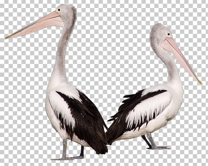Pelican PNG, Clipart, Pelican Free PNG Download