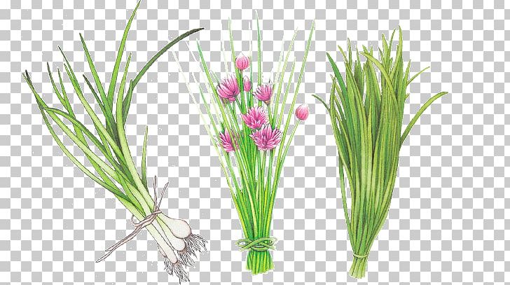Sweet Grass Grasses Plant Stem Aquarium PNG, Clipart, Allium Fistulosum, Aquarium, Aquarium Decor, Commodity, Grass Free PNG Download