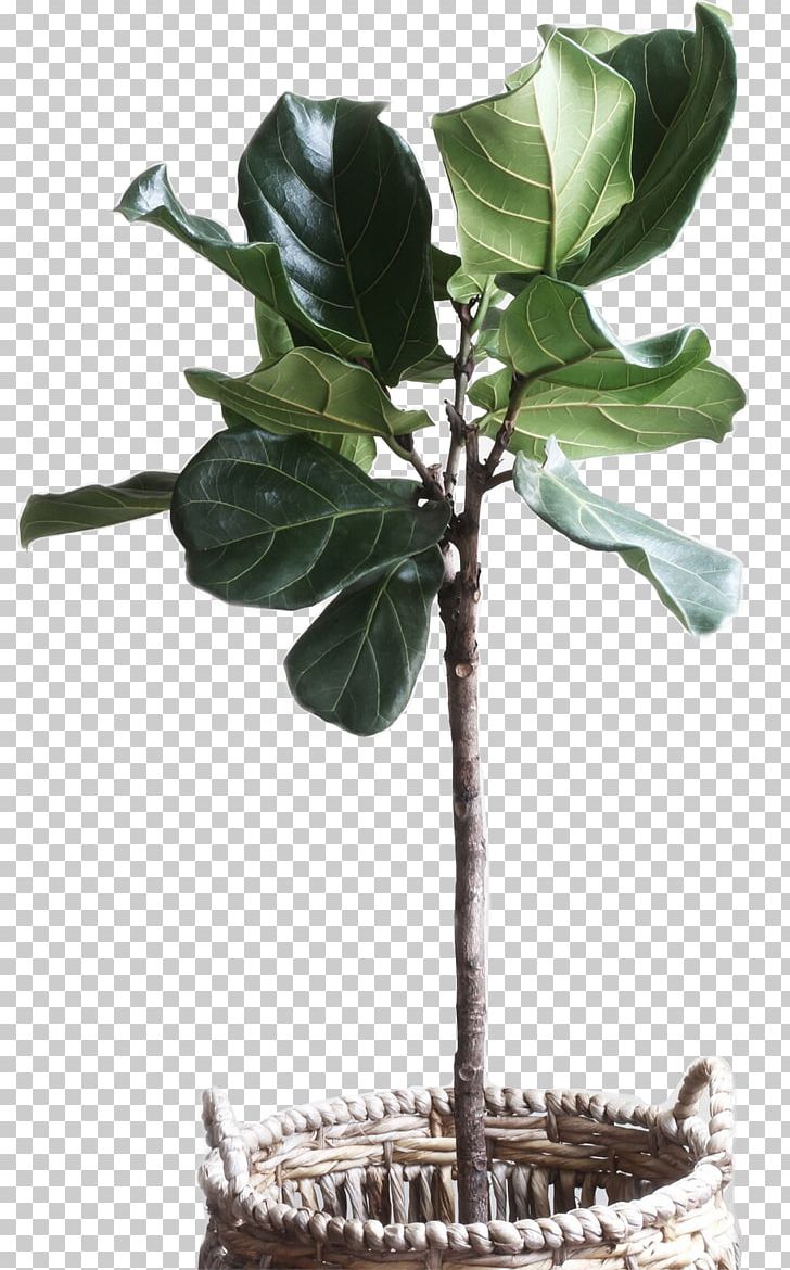 Fiddle-leaf Fig Common Fig Plants Weeping Fig Houseplant PNG, Clipart, Beaucarnea, Branch, Chlorophytum Comosum, Common Fig, Curry Tree Free PNG Download