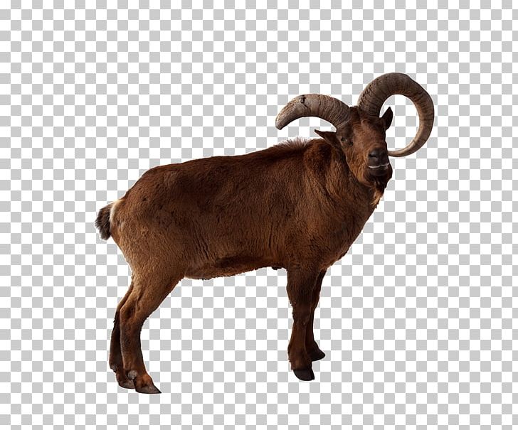 Toggenburg Goat Markhor Barbary Sheep East Caucasian Tur PNG, Clipart, Advertising, Animal, Animals, Animation, Anime Character Free PNG Download