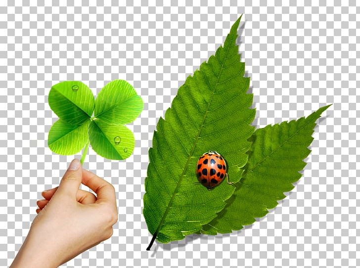 Leaf Green Ladybird Mint PNG, Clipart, Banana Leaves, Creative, Creative Background, Creative Mint Leaves, Download Free PNG Download
