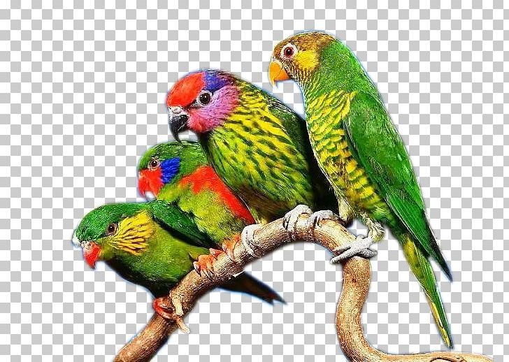Budgerigar True Parrot Lovebird PNG, Clipart, Animals, Beak, Bird, Christmas Tree, Colored Free PNG Download