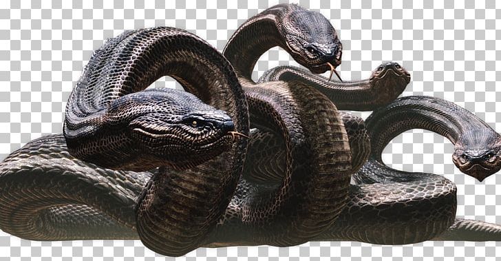 Rattlesnake Dragon's Dogma: Dark Arisen Echidna PNG, Clipart,  Free PNG Download
