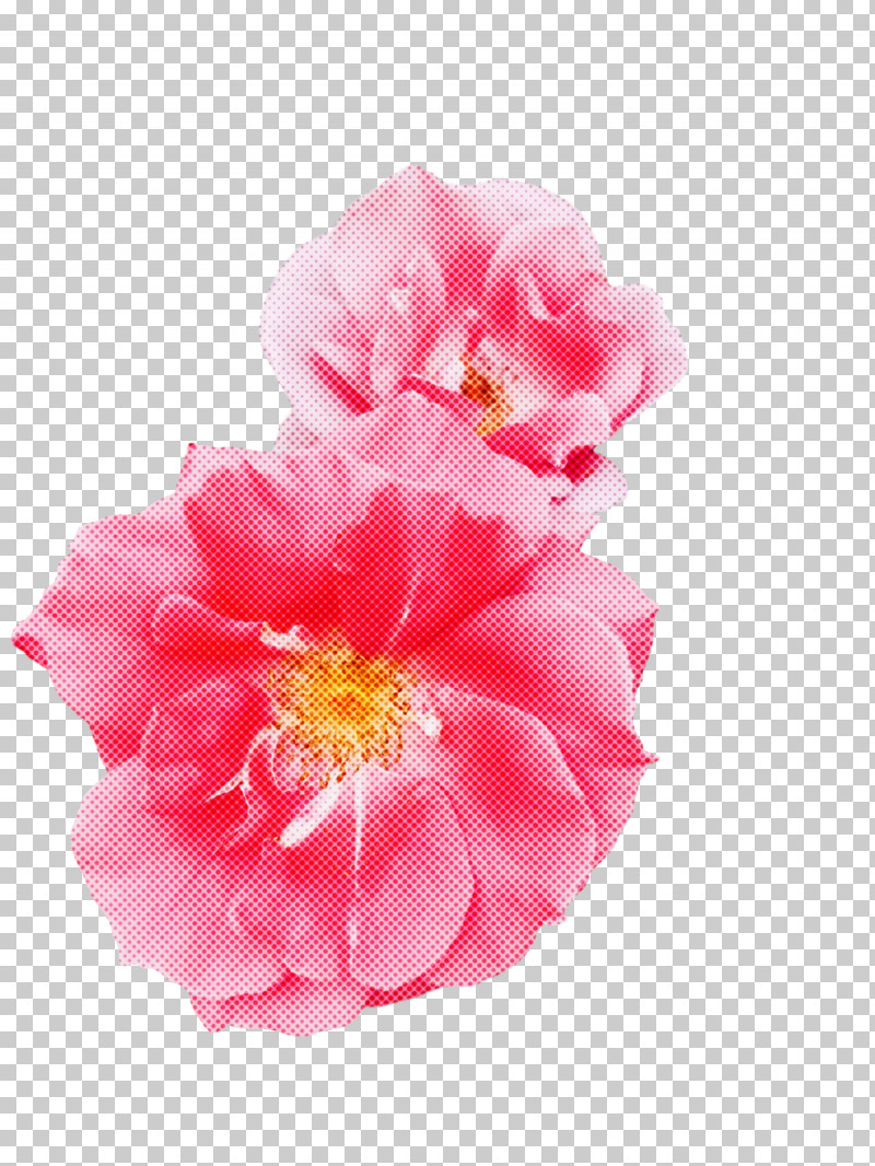 Garden Roses PNG, Clipart, Cabbage Rose, Camellia, Childrens Film, Cut Flowers, Family Free PNG Download