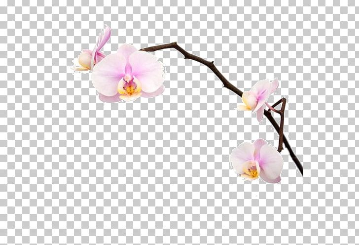 Moth Orchids Flower Plant PNG, Clipart, Blossom, Branch, Cherry Blossom, Computer Icons, Flower Free PNG Download