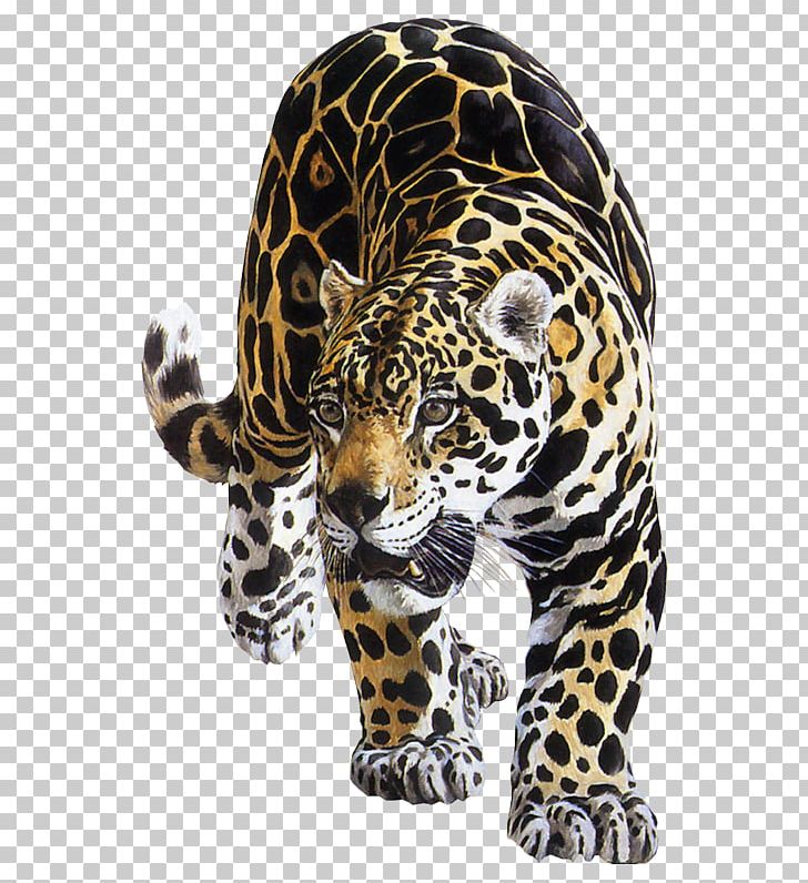 Jaguar Leopard Tiger Felidae Lion PNG, Clipart, Animal, Big Cat, Big Cats, Carnivoran, Cat Like Mammal Free PNG Download