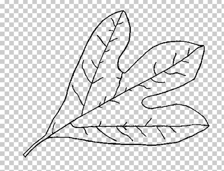 Leaf Drawing Plants Deciduous PNG, Clipart, Angle, Area, Art, Artwork, Autumn Free PNG Download