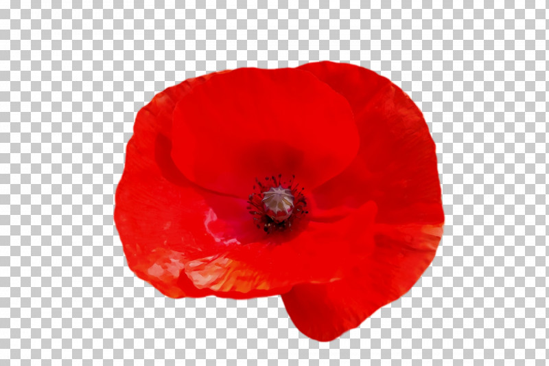 Flower Coquelicot Petal The Poppy Family Plants PNG, Clipart, Biology, Coquelicot, Flower, Paint, Petal Free PNG Download