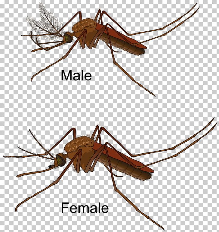 Flying Mosquitoes PNG, Clipart, Aedes Albopictus, Arthropod, Desktop Wallpaper, Download, Fly Free PNG Download