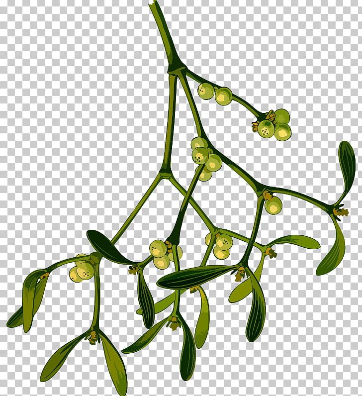 Mistletoe Drawing Phoradendron Tomentosum PNG, Clipart, Animals, Black And White, Branch, Christmas, Computer Icons Free PNG Download