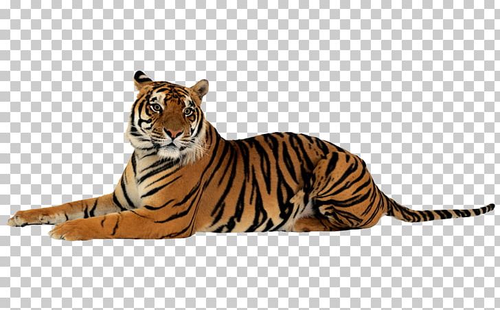 Tiger Felidae PNG, Clipart, Animal Figure, Animals, Big Cats, Carnivoran, Cat Like Mammal Free PNG Download