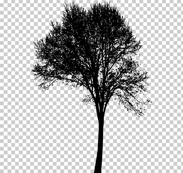 Twig Silhouette PNG, Clipart, Animals, Austral Pacific Energy Png Limited, Black, Black And White, Branch Free PNG Download