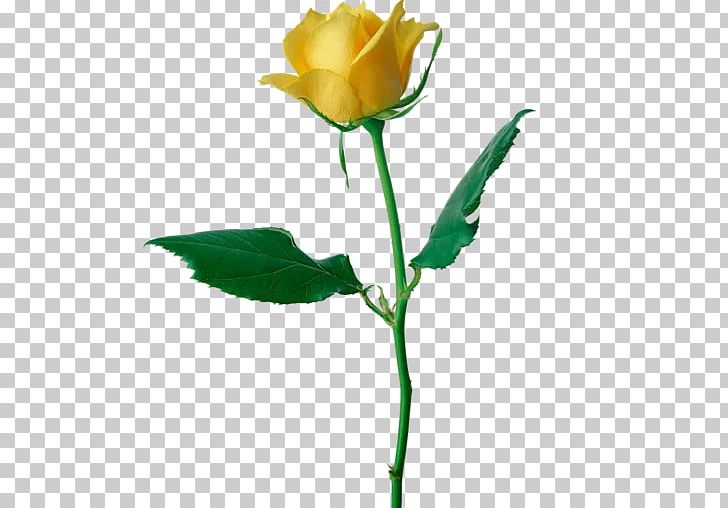 Rose PNG, Clipart, Blue, Bud, Cut Flowers, Desktop Wallpaper, Flower Free PNG Download