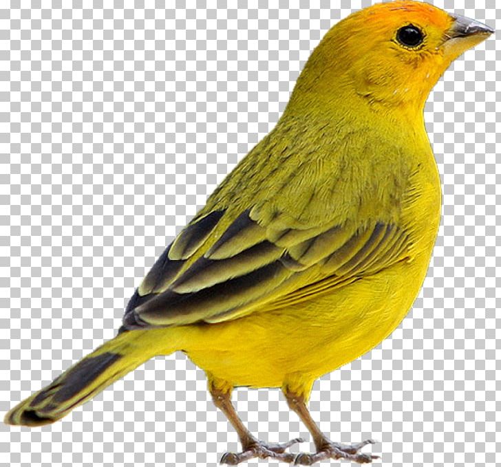 Domestic Canary Bird Saffron Finch Rufous-collared Sparrow PNG, Clipart, American Sparrows, Animals, Atlantic Canary, Beak, Bird Free PNG Download
