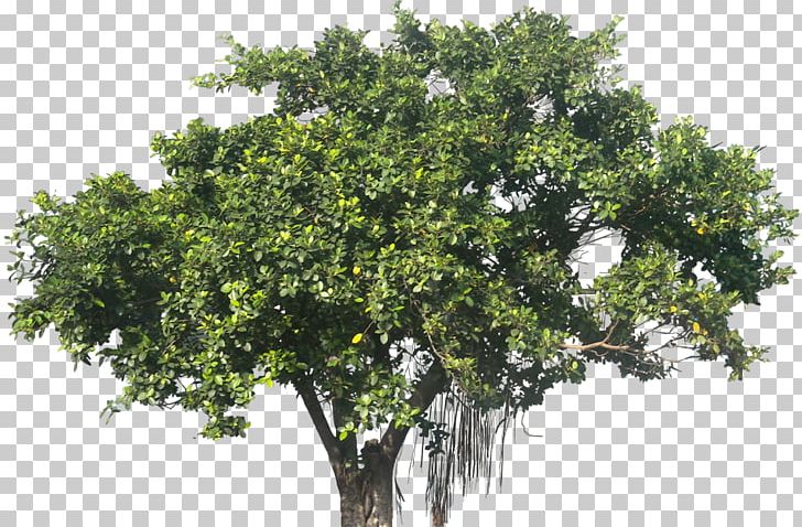 Ficus Microcarpa Banyan Plant Tree PNG, Clipart, Banyan, Branch, Evergreen, Ficus Microcarpa, Fig Leaves Free PNG Download