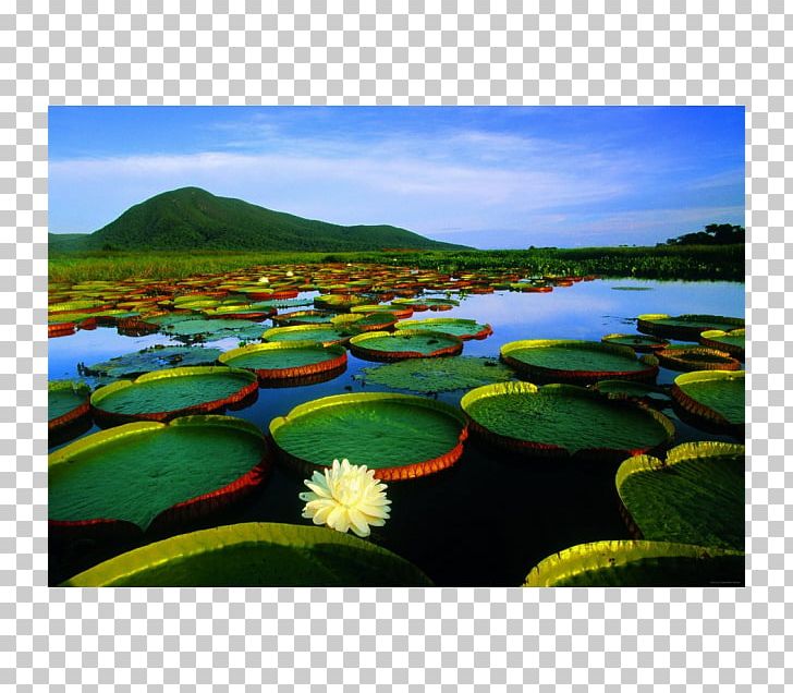 Pantanal Cuiabá Landscape Nature Desktop PNG, Clipart, Brazil, Centralwest Region Brazil, Computer Wallpaper, Ecosystem, Grass Free PNG Download