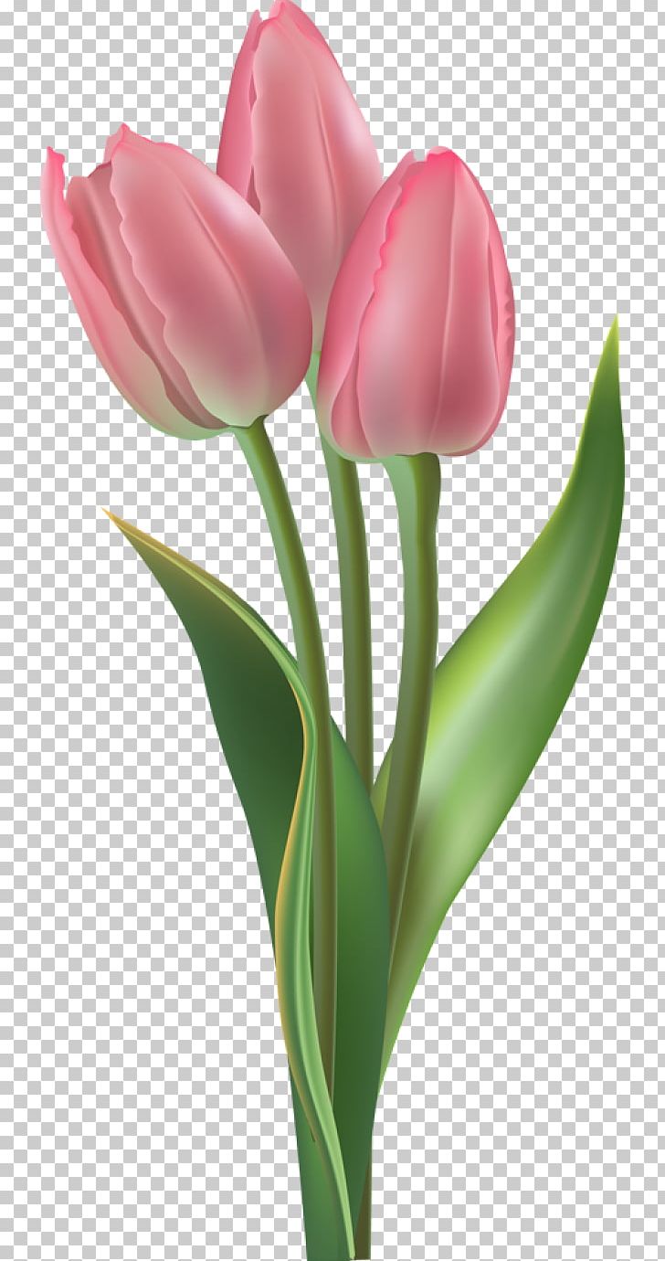 Tulip Flower PNG, Clipart, Bud, Cut Flowers, Desktop Wallpaper, Drawing, Flower Free PNG Download