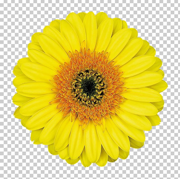 Common Daisy Transvaal Daisy Flower PNG, Clipart, Annual Plant, Cabana, Calendula, Chrysanths, Color Free PNG Download