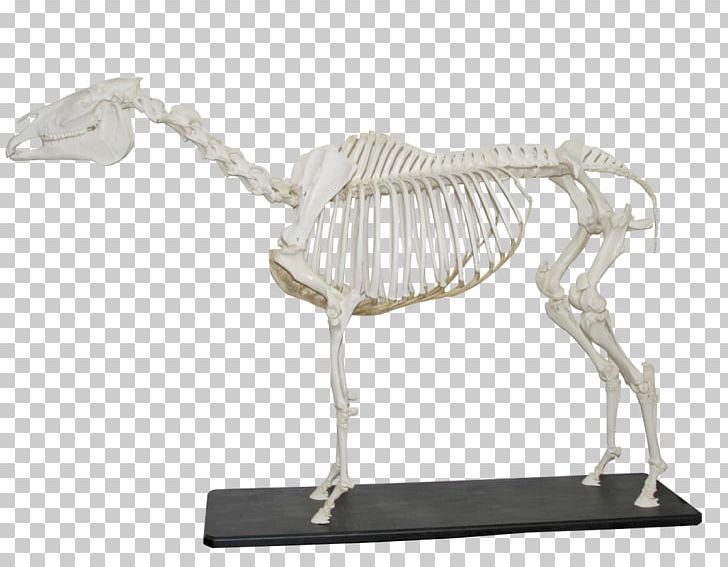 Anatomy Friesian Horse Anatomi På Hest Og Storfe Skeleton Gallop PNG, Clipart, Anatomi, Anatomy, Bone, Fantasy, Figurine Free PNG Download
