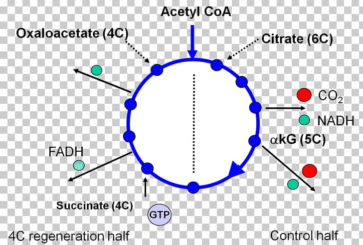Citrat-Shuttle Biochemistry Fatty Acid Synthesis Citric Acid Cycle PNG, Clipart, 16k Resolution, Angle, Area, Biochemistry, Circle Free PNG Download