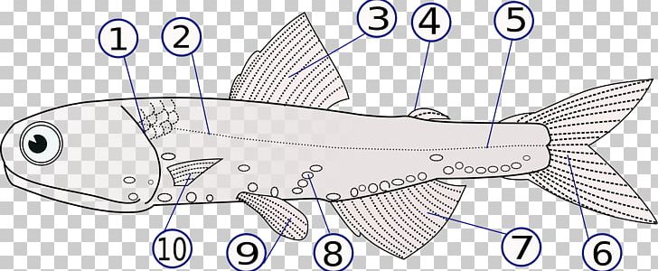 Fish Fin Lateral Line Operculum Fish Anatomy PNG, Clipart,  Free PNG Download